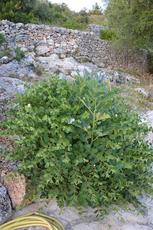 Vivere Ostuni Εξωτερικό φωτογραφία